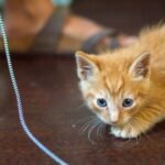 Cats Don't Just Play; They Practice Ancient Hunting Skills On Your Feet