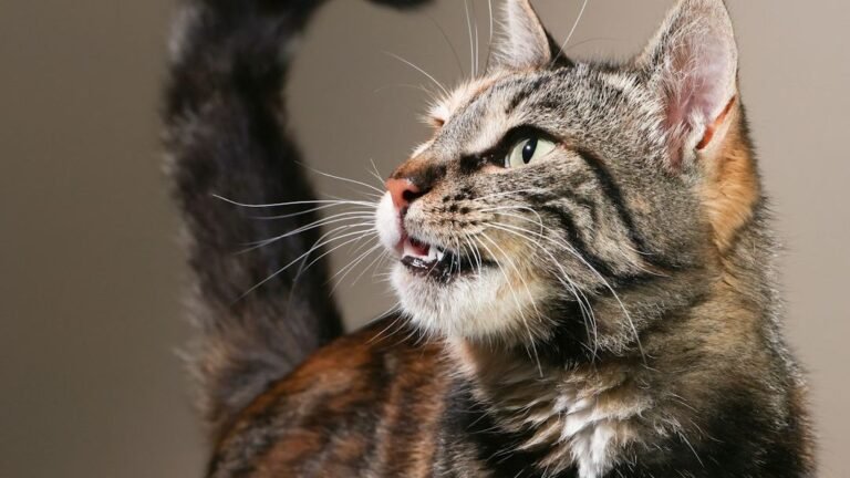 The Subtle Art of Cat Communication: Your Feline Friend Has Many Secrets