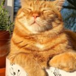 Your Cat's Favorite Sunny Spot Isn't Just for Warmth; It's a Power Move