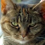 What If Your Cat Could Talk? Understanding Their Silent Demands