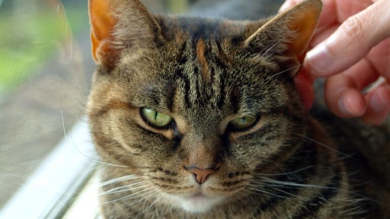What If Your Cat Could Talk? Understanding Their Silent Demands