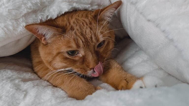 The Unexpected Reason Your Cat Kneads You With Such Fervor