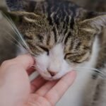 What's the Real Reason Your Cat Ignores You, Then Demands Attention?