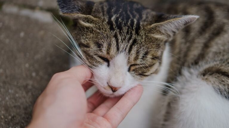 What's the Real Reason Your Cat Ignores You, Then Demands Attention?