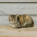 Cats Are Masters of Disguise: What Their 'Relaxed' Pose Really Means