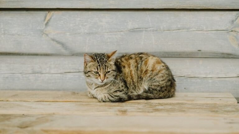Cats Are Masters of Disguise: What Their 'Relaxed' Pose Really Means