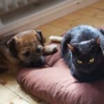 The Curious Case of the Cat Who Prefers the Dog's Bed