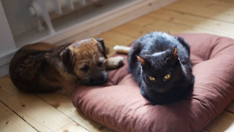 The Curious Case of the Cat Who Prefers the Dog's Bed