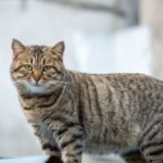 Why Your Cat Might Be Secretly Guarding Your Home From Imaginary Foes