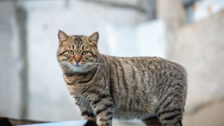 Why Your Cat Might Be Secretly Guarding Your Home From Imaginary Foes