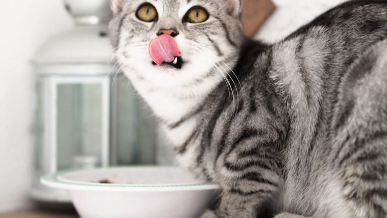 Is Your Cat a Secret Food Critic? Understanding Their Picky Eating Habits