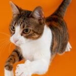 Why Do Cats Always Land on Their Feet? Unraveling Feline Physics