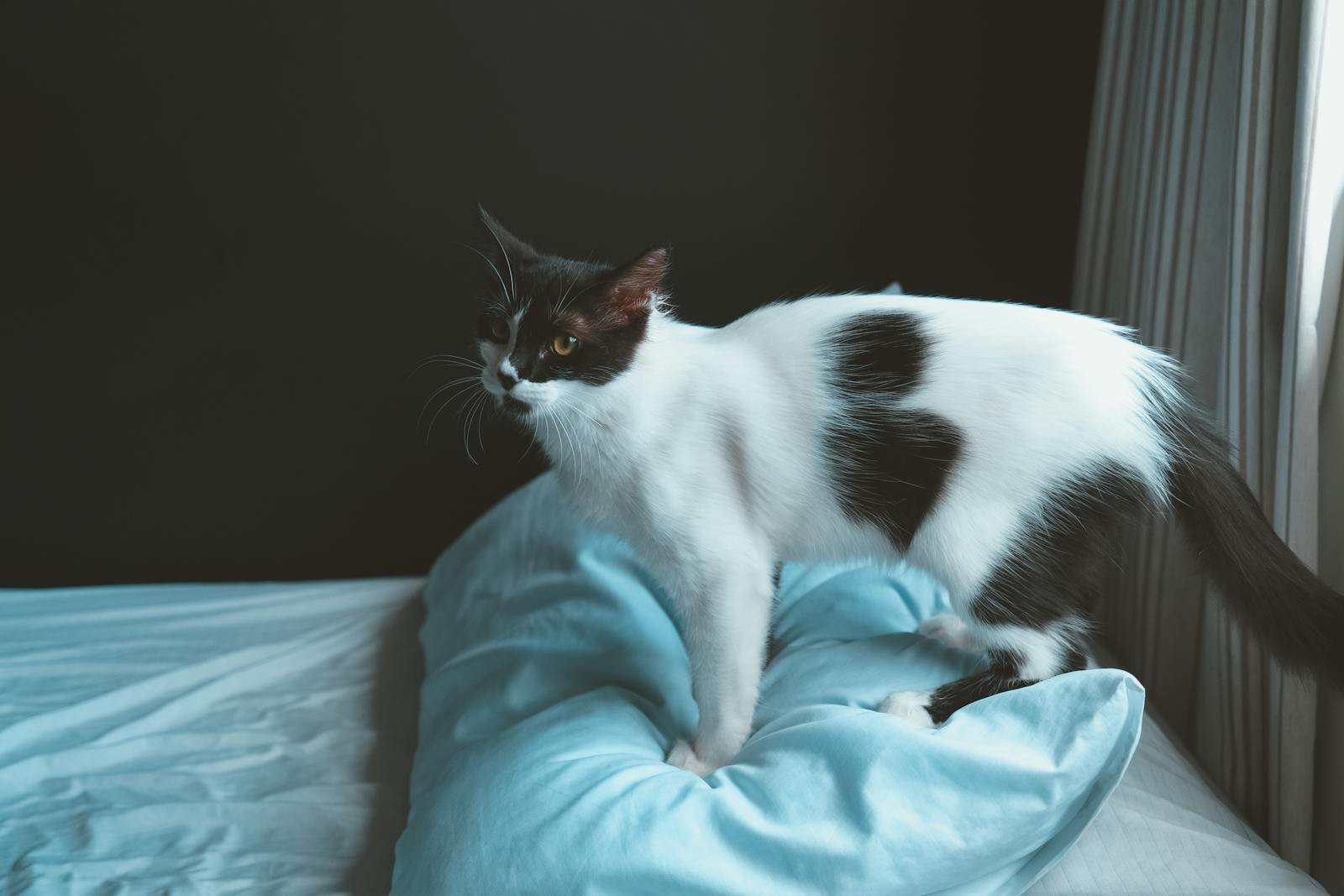 Kneading: Comfort Carried Into Adulthood 