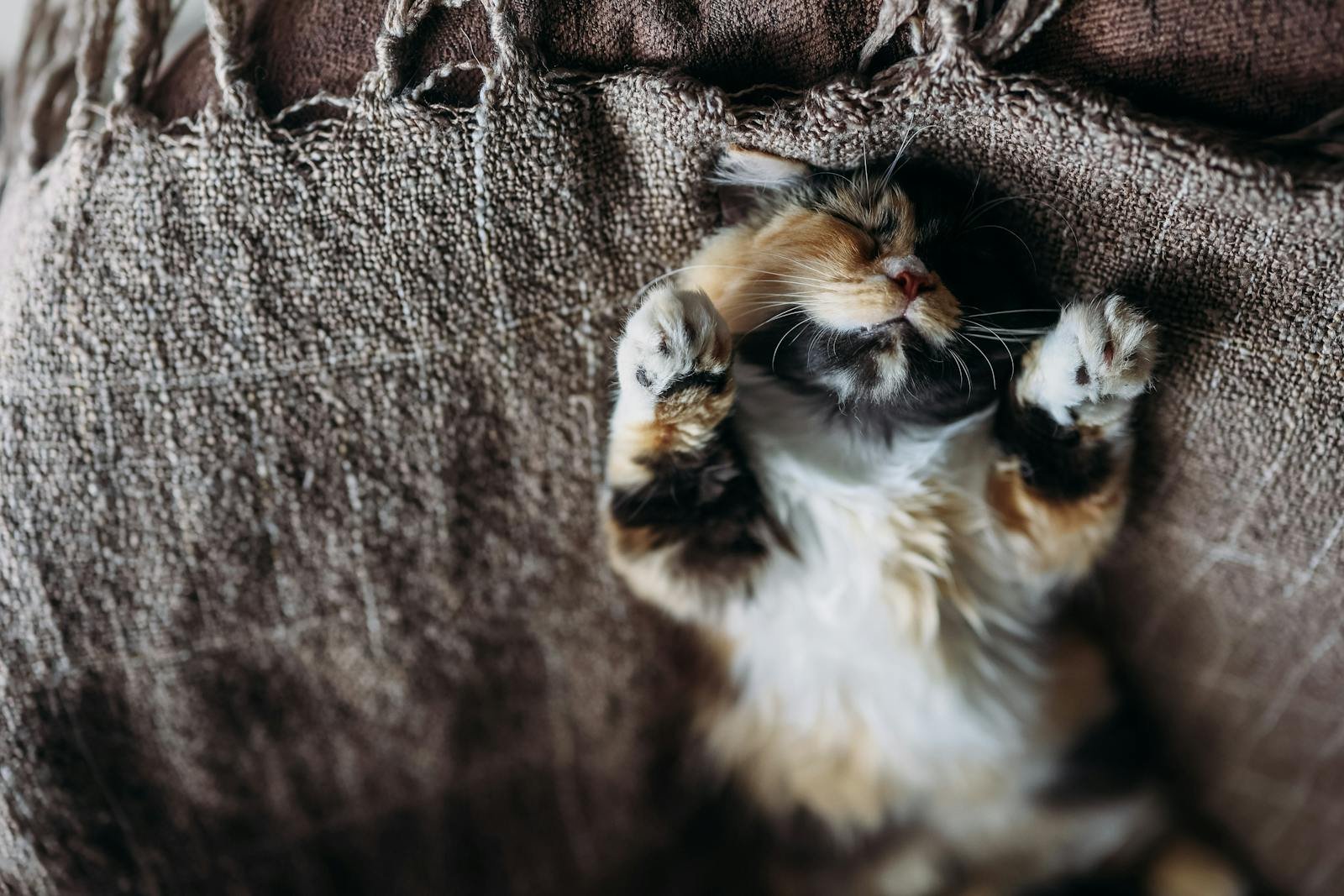 The Belly-Up Nap: The Ultimate Vote of Confidence 