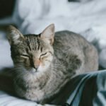 That Slow Blink You Receive Is Your Cat's Ultimate Expression of Trust