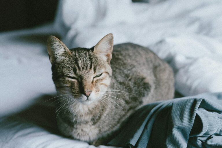 That Slow Blink You Receive Is Your Cat's Ultimate Expression of Trust