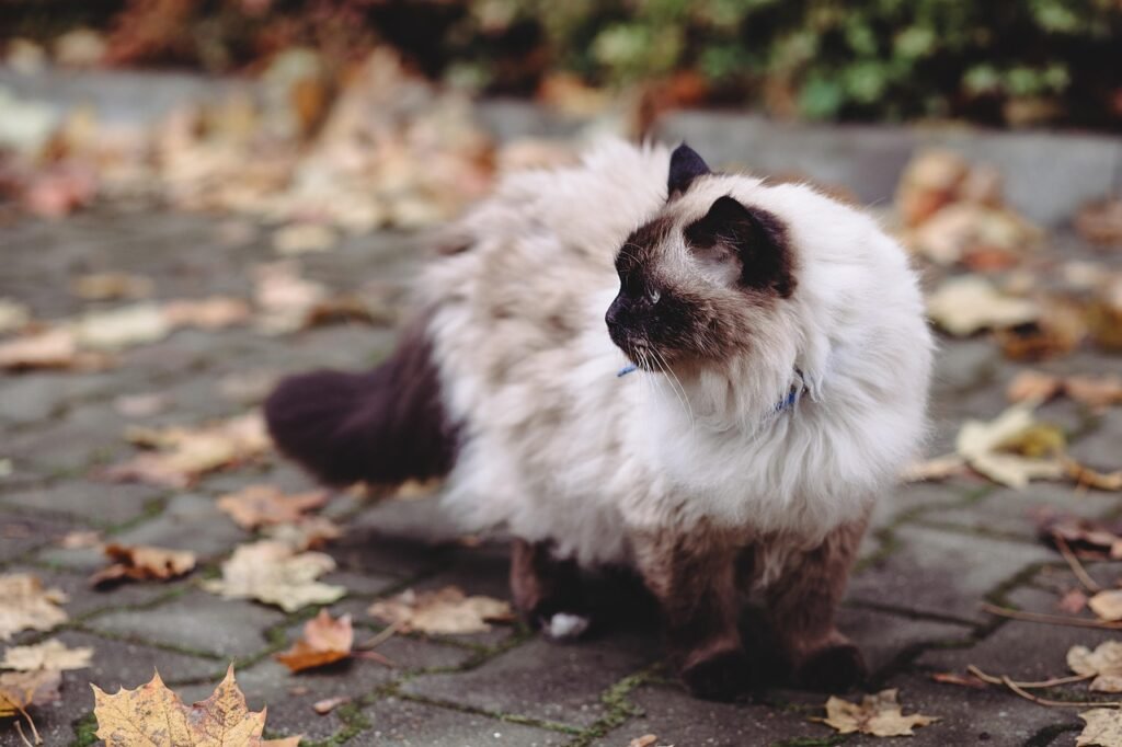 6. Birman: The Sacred Cat Who Will Make You Feel Chosen