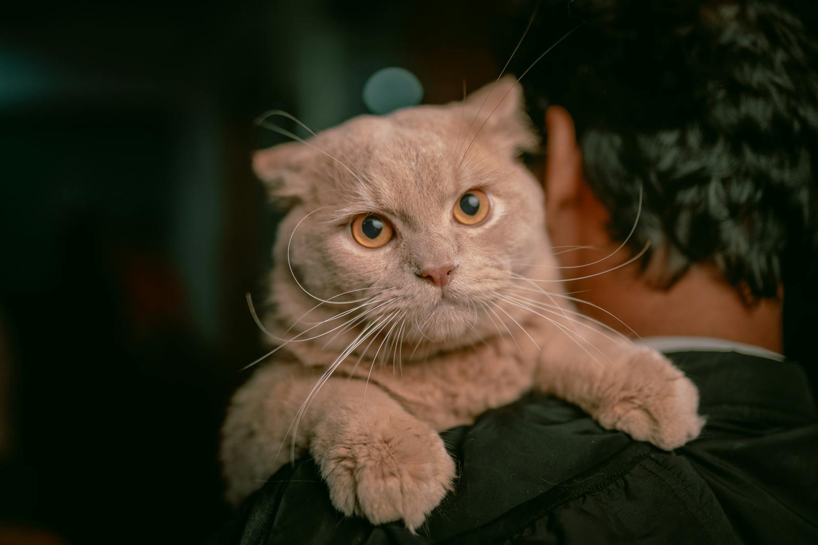 Cats Help Ground You in the Present Moment 