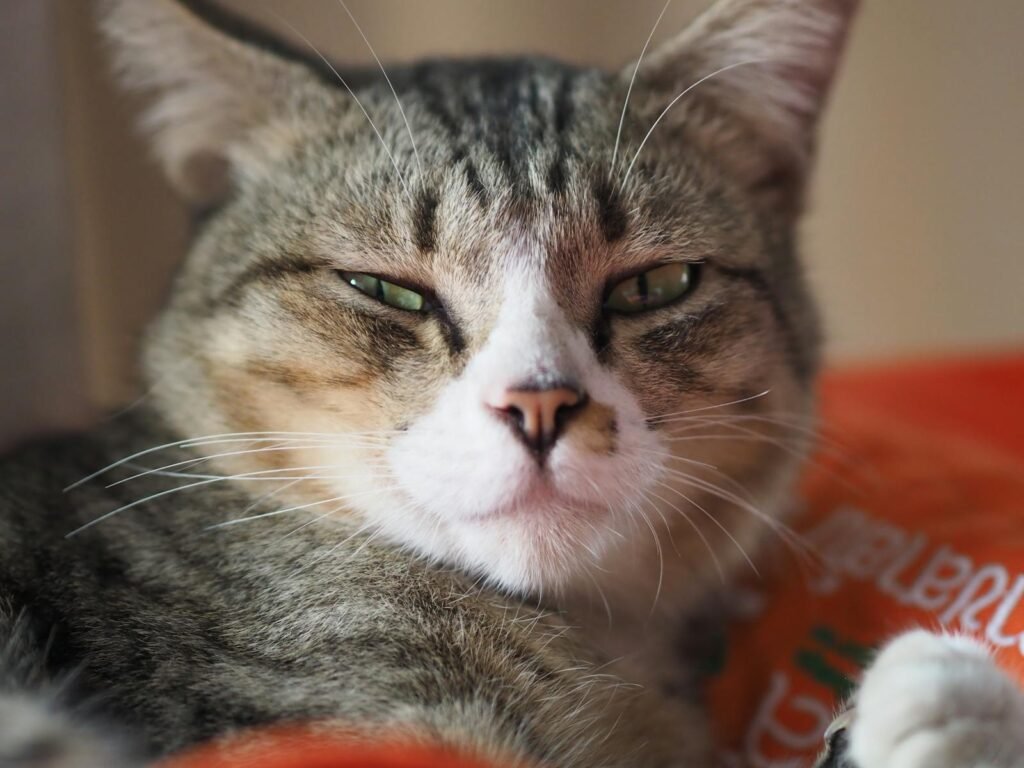 Purring in Context: What It Really Means