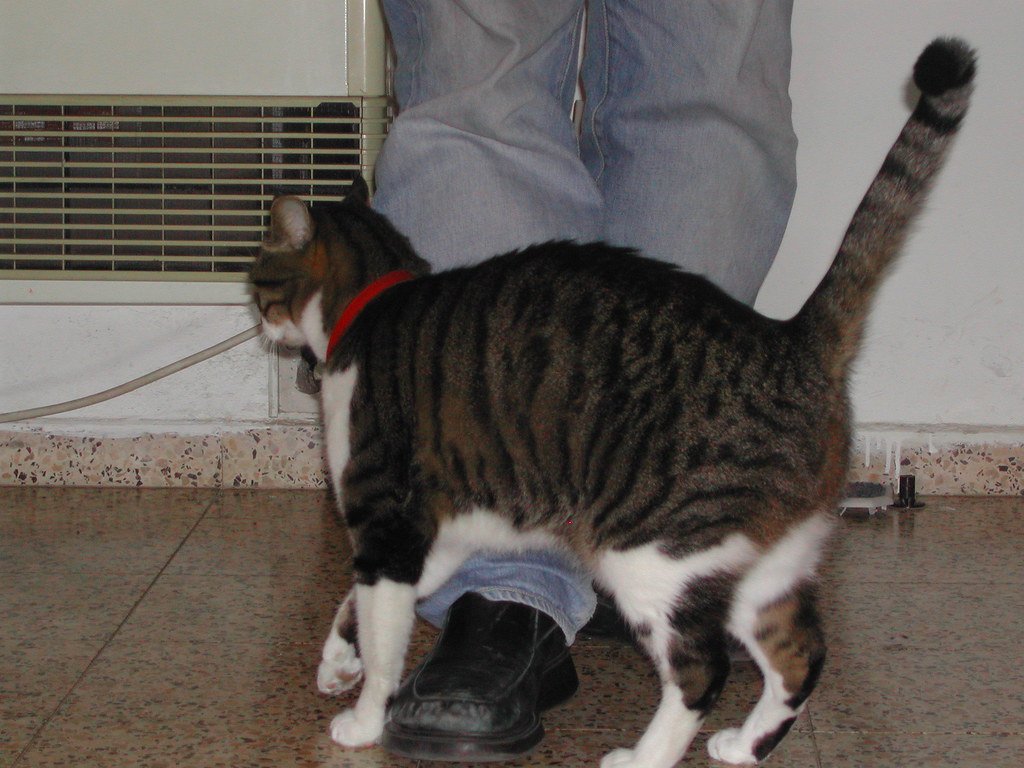 7. Rubbing Against Your Legs - You've Been Claimed