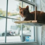 9 Clever Tricks to Keep Your Indoor Cat Happy and Engaged