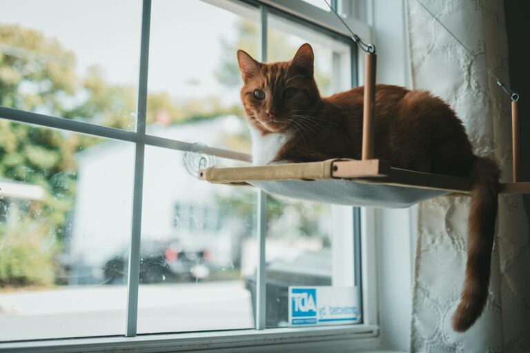 9 Clever Tricks to Keep Your Indoor Cat Happy and Engaged