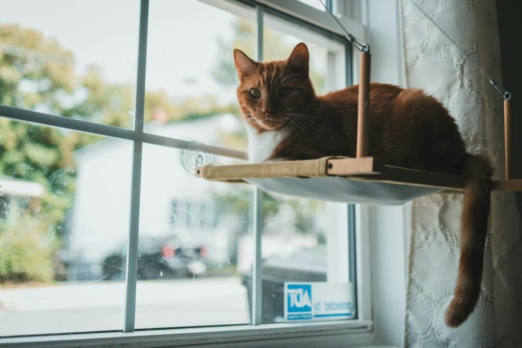 5. Create a Dedicated Window-Watching Station