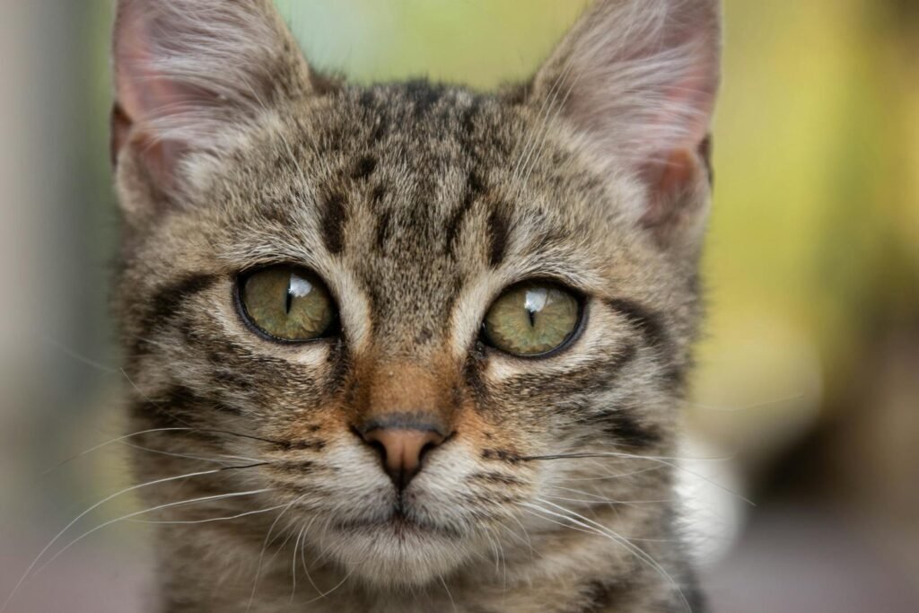 Conclusion: Your Cat Deserves Better Than Your Best Guess