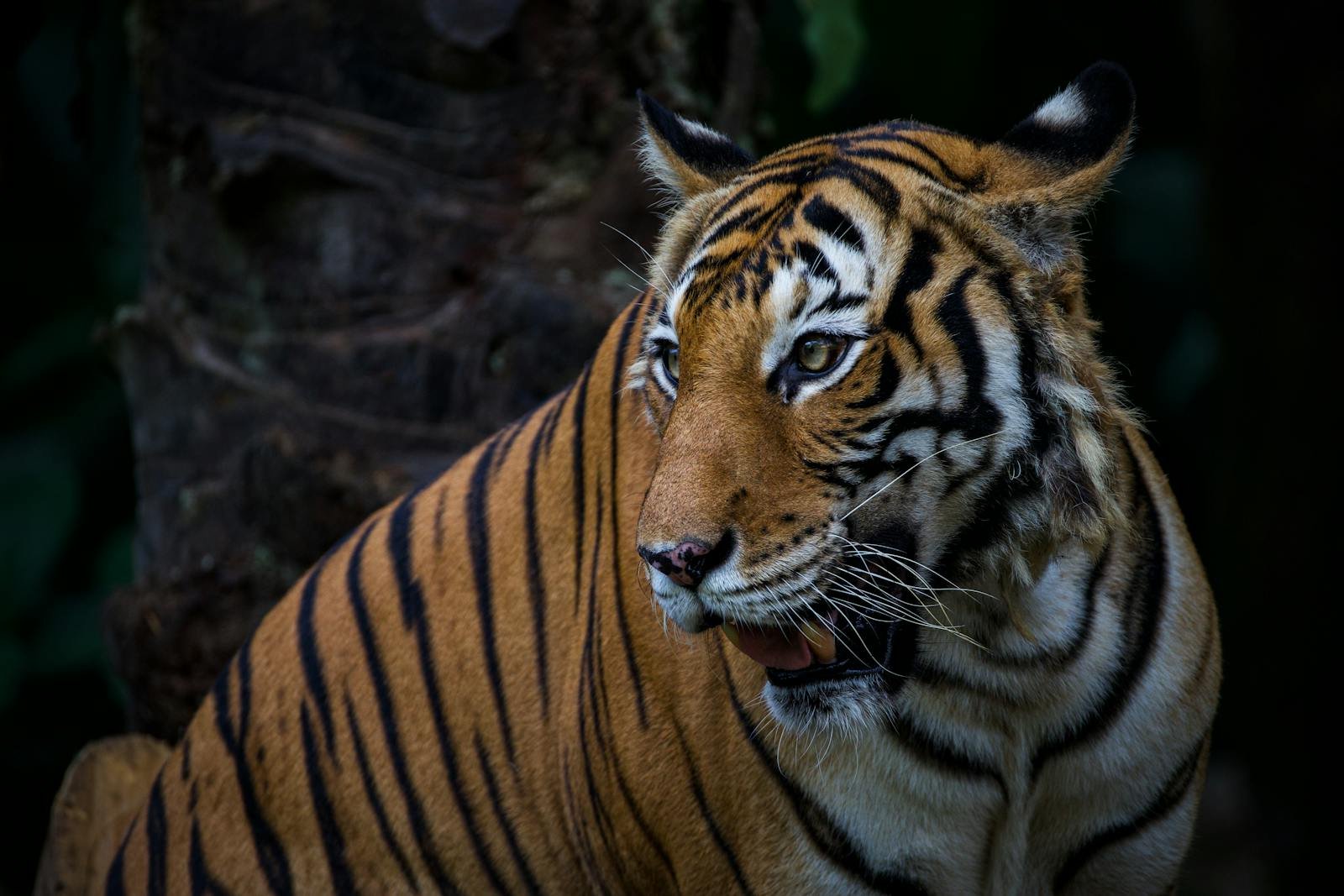 Myth 2: All Wild Cats Are Strictly Nocturnal