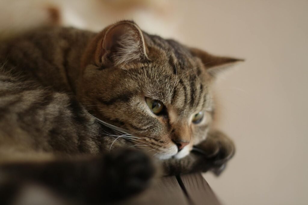 Myth 6: Cats Do Not Experience Separation Anxiety 