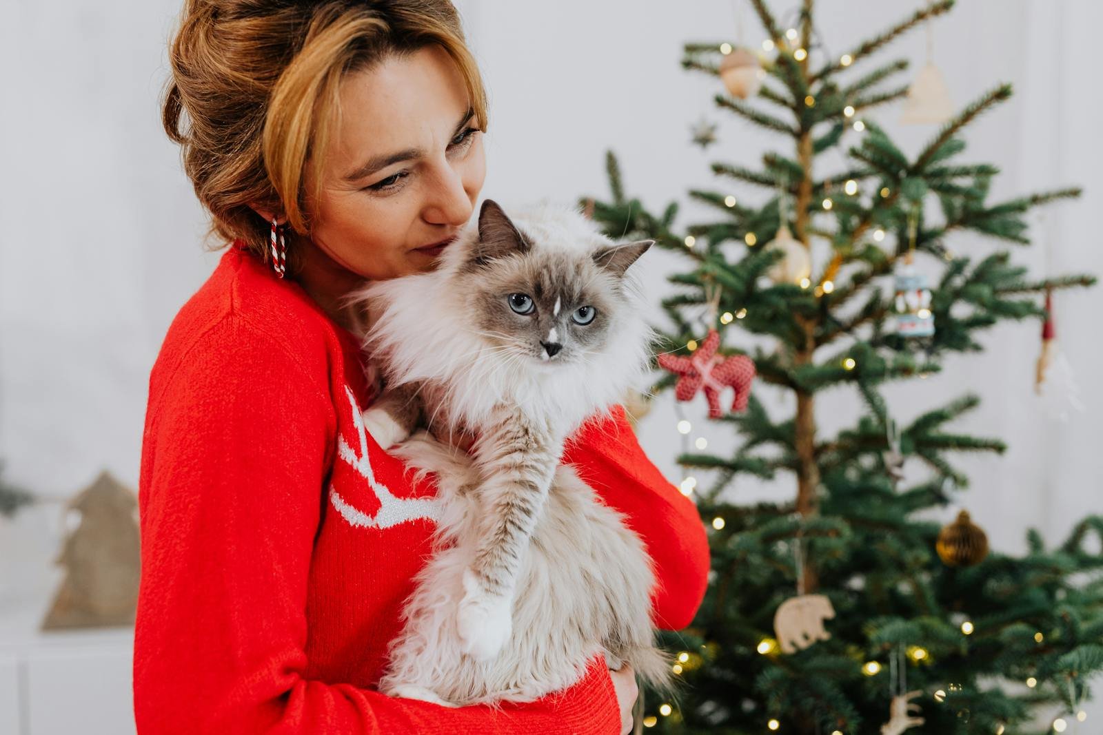 11 Cat Breeds That Absolutely Thrive on Human Interaction