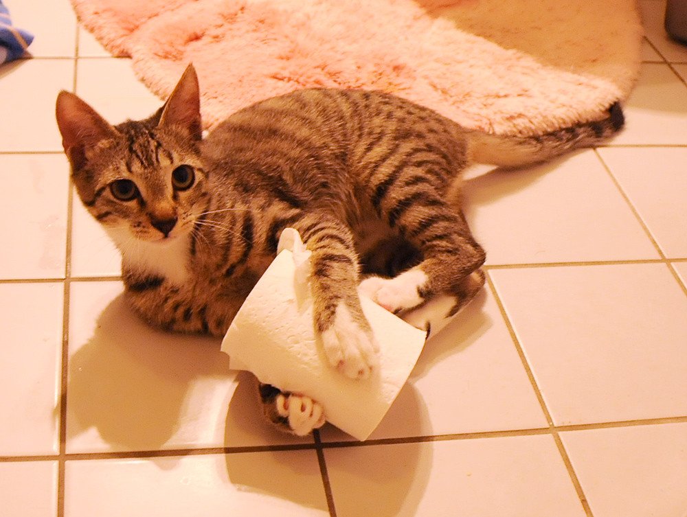 Toilet Paper Rolls and Paper Towel Tubes as Puzzle Feeders 