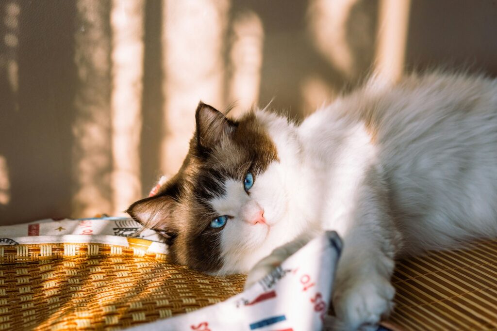 2. The Ragdoll: The Lap Cat That Goes Completely Limp in Your Arms