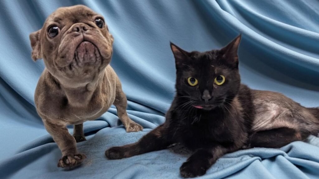 Three-Legged Dog and Kitten Forge Lifelong Bond at Maryland Rescue, Head Home Together