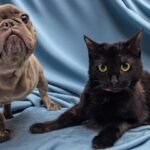Three-Legged Dog and Kitten Forge Lifelong Bond at Maryland Rescue, Head Home Together
