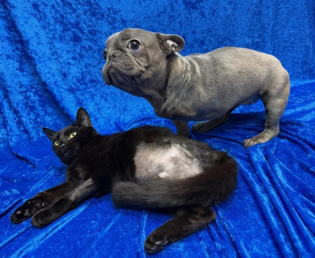 Three-Legged Dog and Kitten Forge Lifelong Bond at Maryland Rescue, Head Home Together