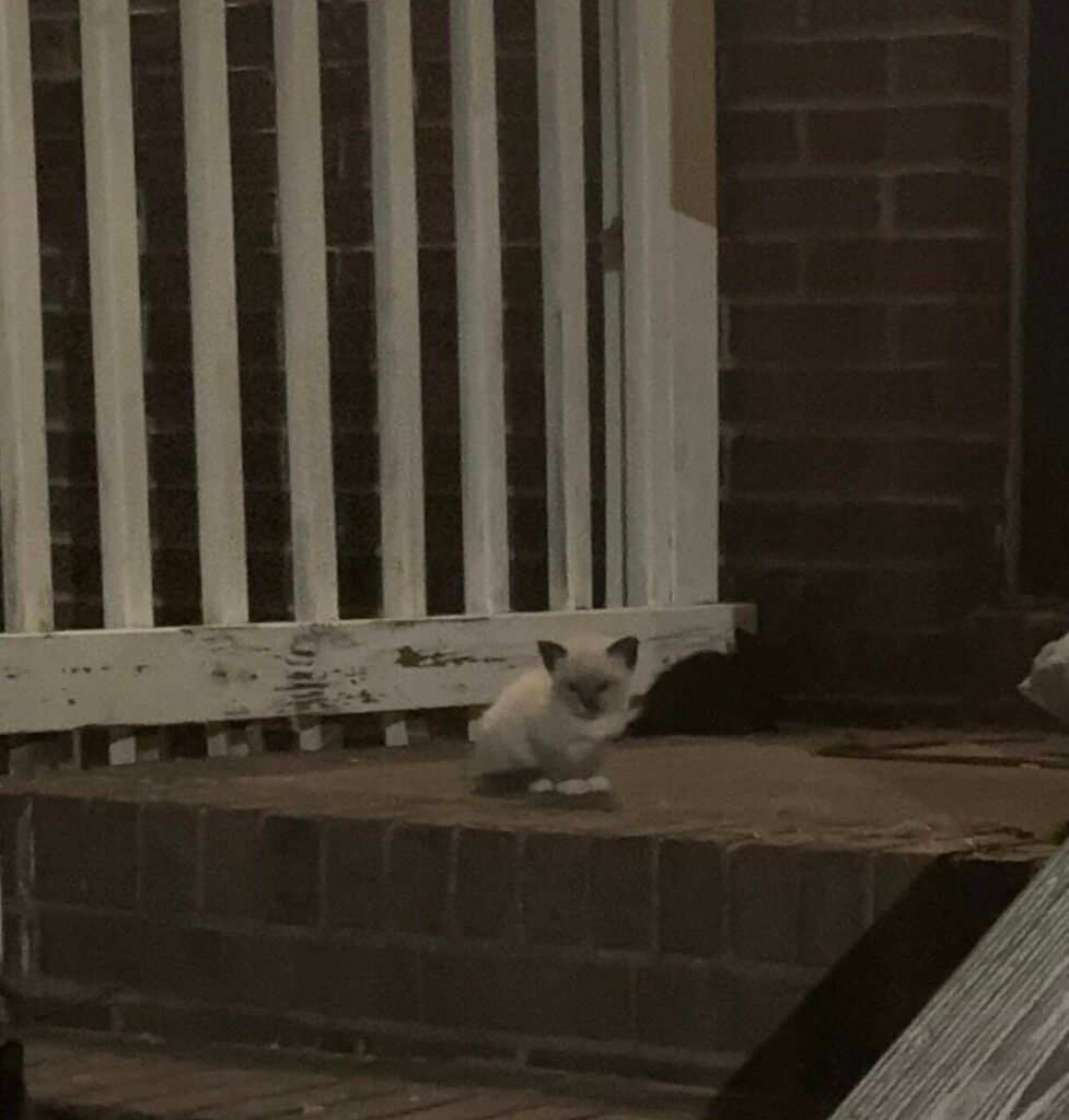 Anniversary Homecoming Turns into Kitten Adoption Surprise