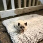 Anniversary Homecoming Turns into Kitten Adoption Surprise