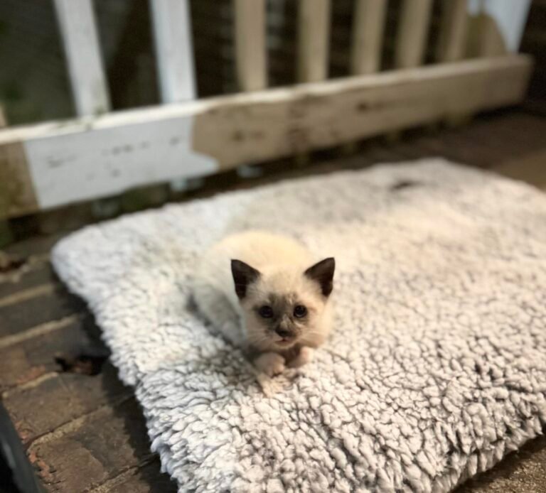 Anniversary Homecoming Turns into Kitten Adoption Surprise