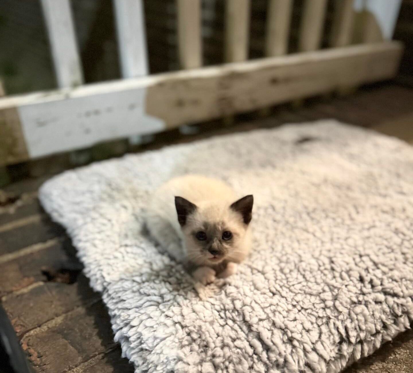 Anniversary Homecoming Turns into Kitten Adoption Surprise