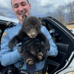 Lone Bear Cub's Highway Peril Ends in Troopers' Timely Rescue