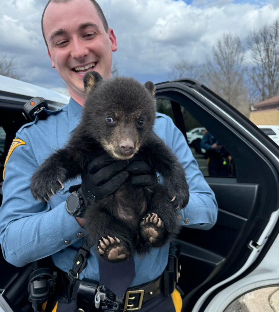 Lone Bear Cub's Highway Peril Ends in Troopers' Timely Rescue