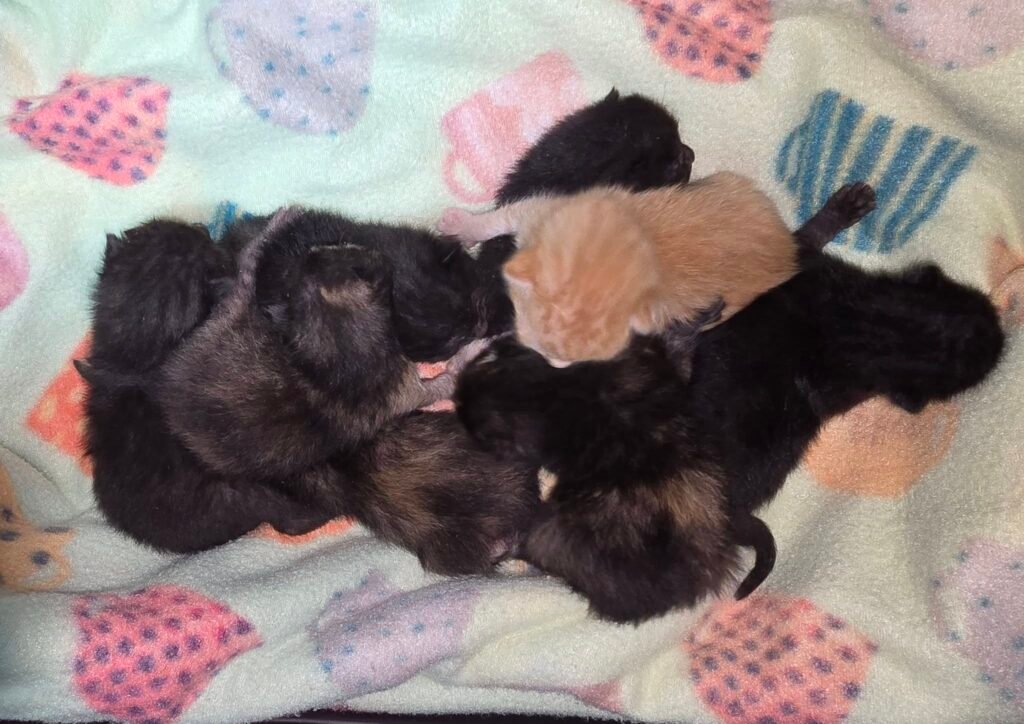 Tiny Survivors: 8 Newborn Kittens Pulled from Freezing Bag on Connecticut Roadside