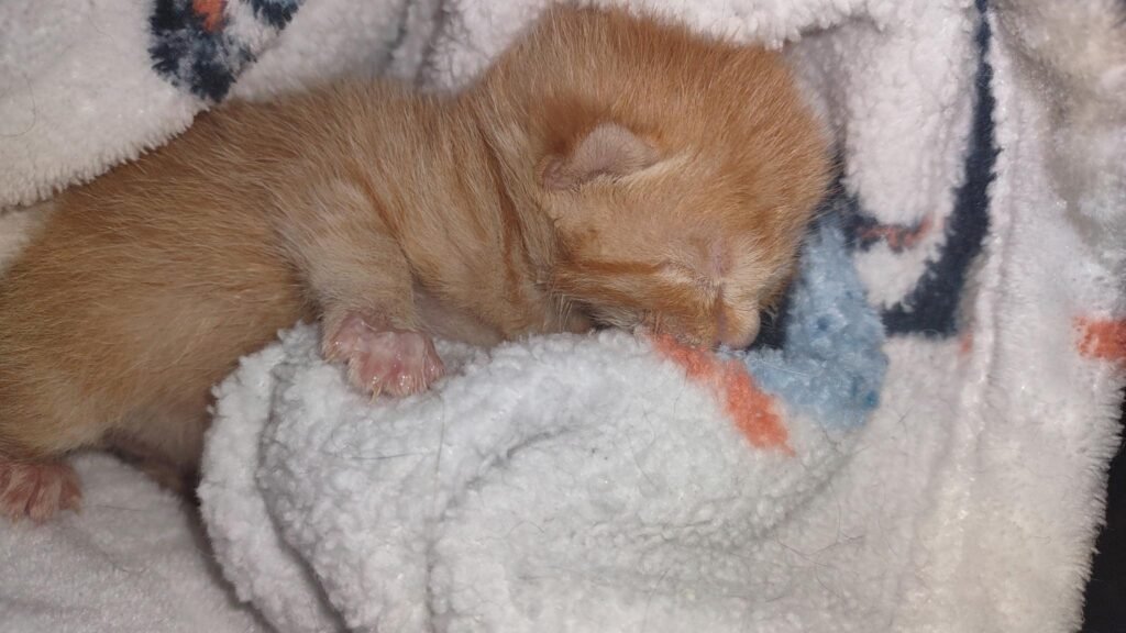 Tiny Survivors: 8 Newborn Kittens Pulled from Freezing Bag on Connecticut Roadside