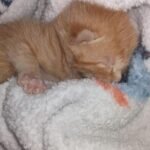 Tiny Survivors: 8 Newborn Kittens Pulled from Freezing Bag on Connecticut Roadside