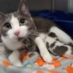 84 Cats Rescued from Harrison Township Mobile Home in Compassionate Hoarding Response