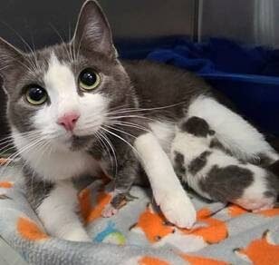 84 Cats Rescued from Harrison Township Mobile Home in Compassionate Hoarding Response