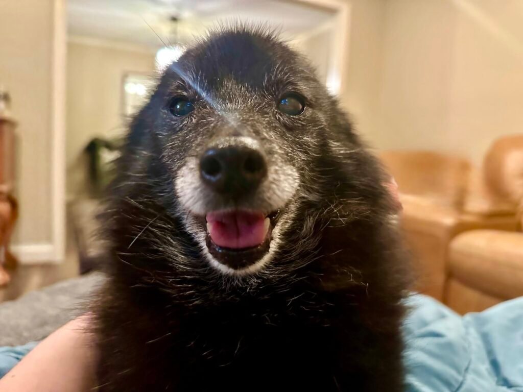 16-Year-Old Schipperke's Pre-Dawn Confession Captures Unwavering Pet Loyalty