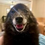 16-Year-Old Schipperke's Pre-Dawn Confession Captures Unwavering Pet Loyalty