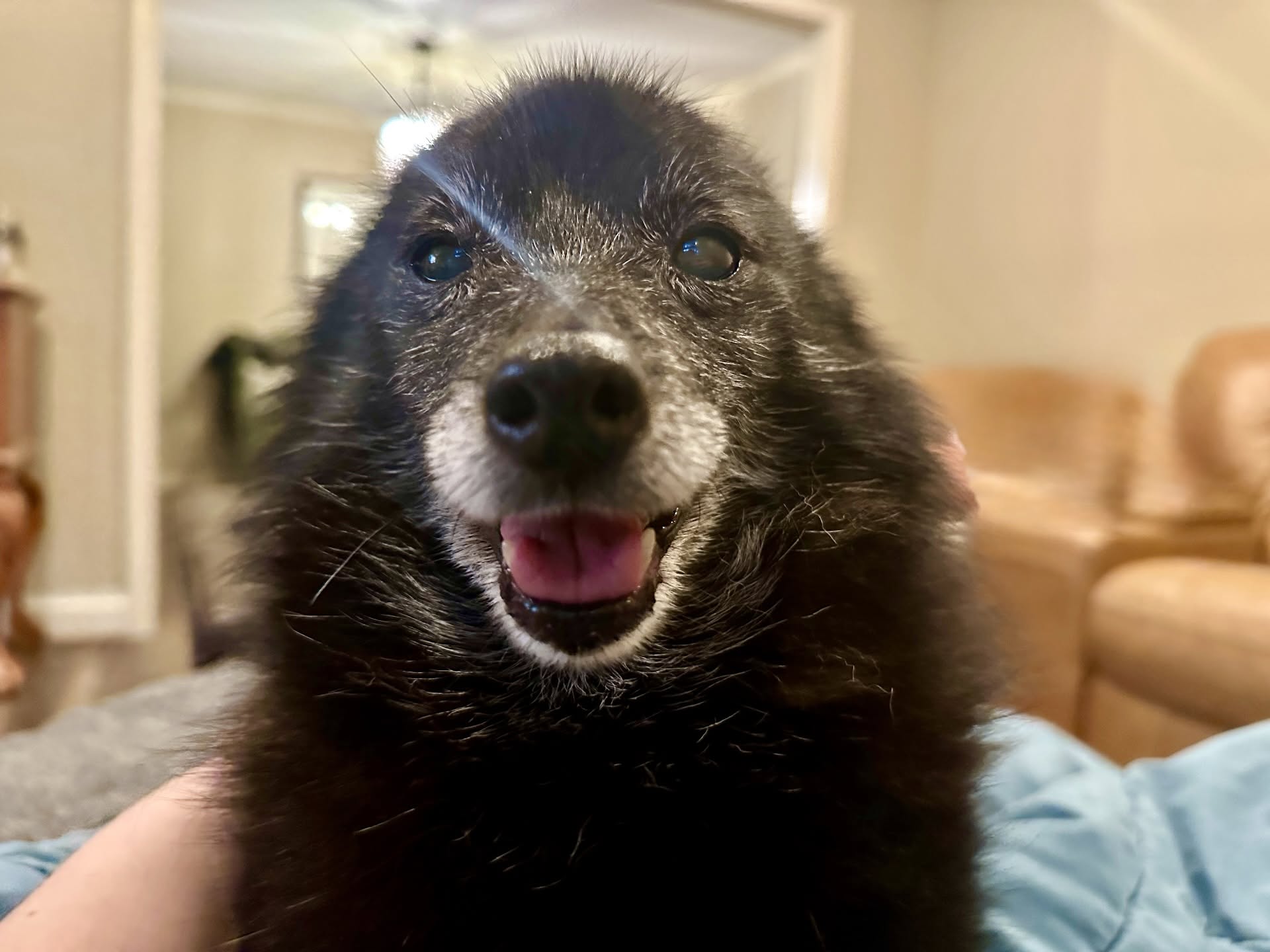 16-Year-Old Schipperke's Pre-Dawn Confession Captures Unwavering Pet Loyalty